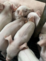 staz2 Zdjęcie przedstawia miot warchlaków.