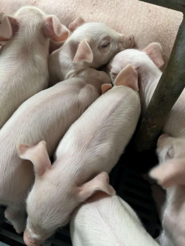 Zdjęcie przedstawia miot warchlaków.
