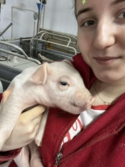 staz3 Zdjęcie przedstawia uczennicę trzymającą warchlaka.