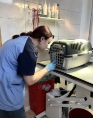 staze6 Zdjęcie przedstawia uczennicę w fartuchu laboratoryjnym koloru niebieskiego i granatowego w gabinecie weterynaryjnym. Na stole biało - szary transporter do przenoszenia zwierząt, w środku kot. W tle stojak do kroplówek i różne preparaty medyczne. .