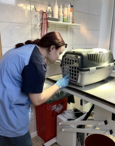 Zdjęcie przedstawia uczennicę w fartuchu laboratoryjnym koloru niebieskiego i granatowego w gabinecie weterynaryjnym. Na stole biało - szary transporter do przenoszenia zwierząt, w środku kot. W tle stojak do kroplówek i różne preparaty medyczne. .