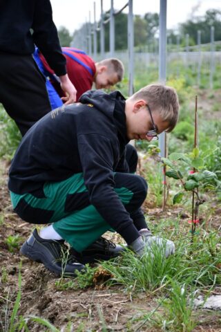 Uczestnicy praktyki zagranicznej w strojach roboczych na plantacji kiwi.
