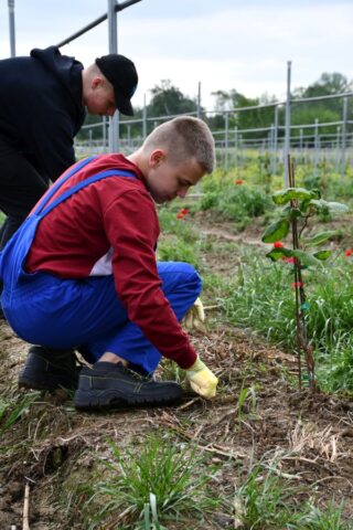 Uczestnicy praktyki zagranicznej w strojach roboczych na plantacji kiwi.
