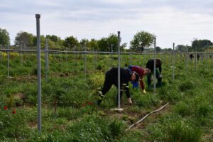 Uczestnicy praktyki zawodowej na plantacji kiwi. 