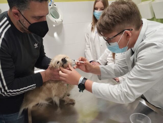 Dwóch uczestników praktyki zawodowej w białych fartuchach laboratoryjnych i niebieskich maseczkach w gabinecie weterynaryjnym. Praktykant trzyma w ręku strzykawkę i robi zastrzyk małemu psu o jasnym umaszczeniu trzymanym przez instruktora.