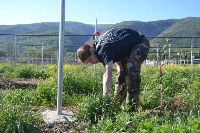 grecja_czwarty_piaty_dzien06 Uczestnik zagranicznych praktyk zawodowych wykonuje prace polowe.