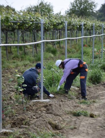 Uczestnicy zagranicznej praktyki zawodowej w strojach roboczych i rękawicach na plantacji kiwi. Wykonują prace polowe.