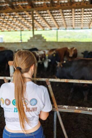 Uczestniczka zagranicznej praktyki zawodowej stoi w oborze i patrzy na stado krów.