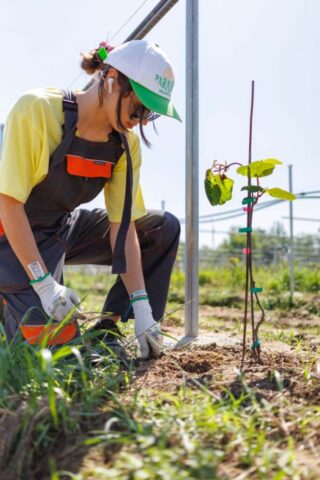 Uczestniczka zagranicznej praktyki zawodowej w stroju roboczym i rękawiczkach na plantacji wykonuje prace polowe.