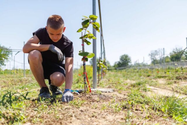 Uczestnicz zagranicznej praktyki zawodowej na plantacji wykonuje prace polowe.