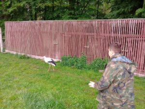 Uczeń obserwujący bociana białego chodzącego po trawniku