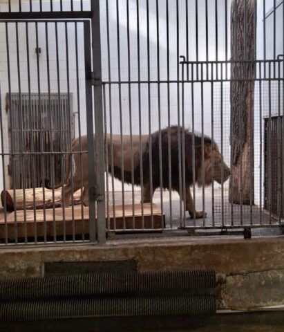 Lew w klatce w zoo.