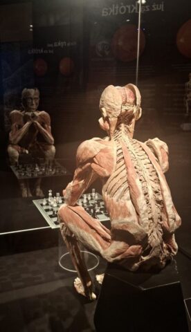 Plastynat przedstawiający człowieka siedzącego przy planszy z szachami. Model anatomiczny kręgosłupa i mięśni.