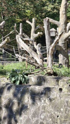 orientarium5