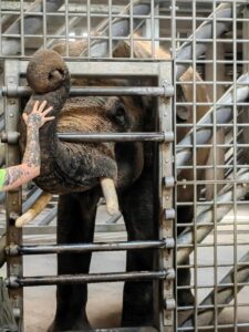 orientarium Opiekun zwierząt dotyka trąby słonia indyjskiego za metalowymi kratami.
