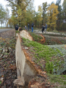 Pomiar drewna przez uczniów